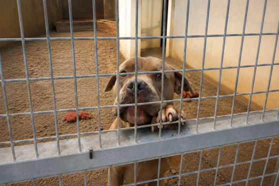 Chien dans un refuge animalier